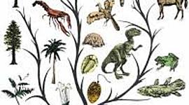 Timeline: HISTORIA DE LA CLASIFICACIÒN ZOOLÒGICA