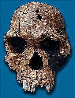 Homo habilis
