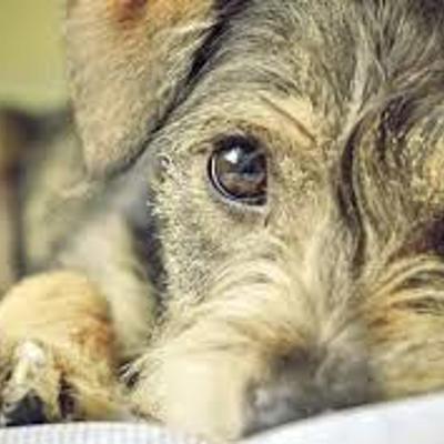 Timeline: Leyes de Protección Animal en Chile