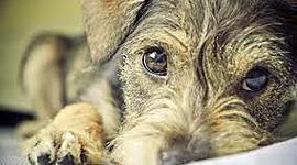 Timeline: Leyes de Protección Animal en Chile