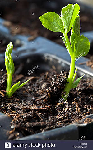 Germinación de 0 a 4 días