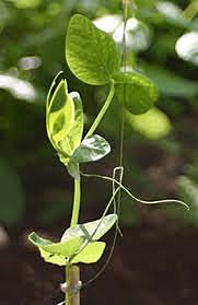 Formación de hojas verdaderas entre 10 a 15 días