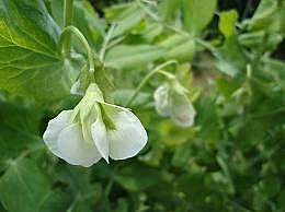 Floración de los 40 a 45 días