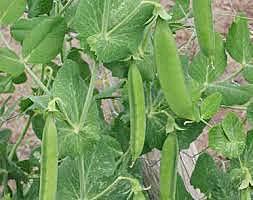 Fructificación a los 125 días