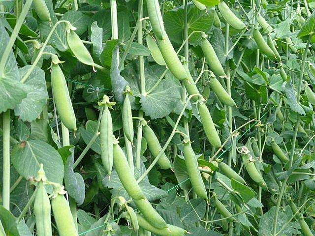 Maduración de los frutos 147 días