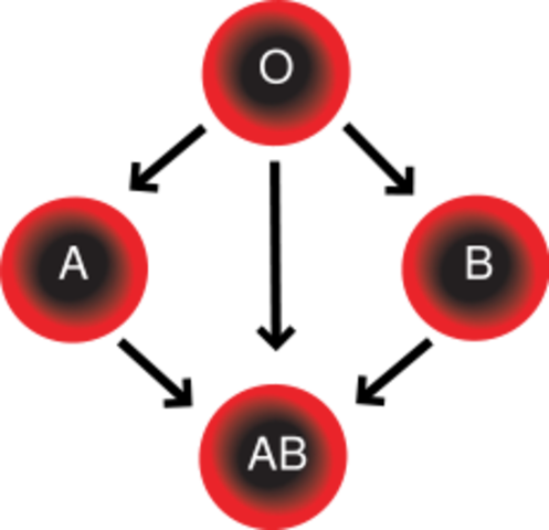 Karl Landsteiner identifies blood groups