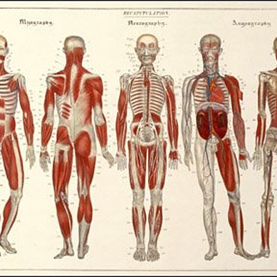 Timeline: Historia y Desarrollo de la Anatomía y Fisiología
