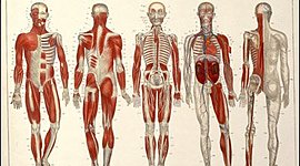 Timeline: Historia y Desarrollo de la Anatomía y Fisiología
