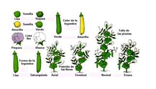 Herencia de partículas según Gregor Mendel