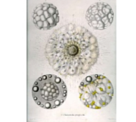 Ernest Haeckel
