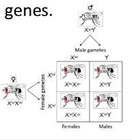 Tomas Morgan emepezó a trabajar con moscas