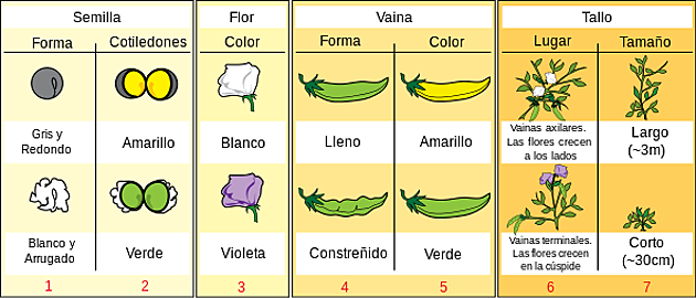 Publicacion articulo, Gregor Mendel