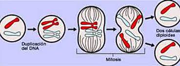 Walther Flemming, Eduard Strasburger, y Edouard Van Beneden