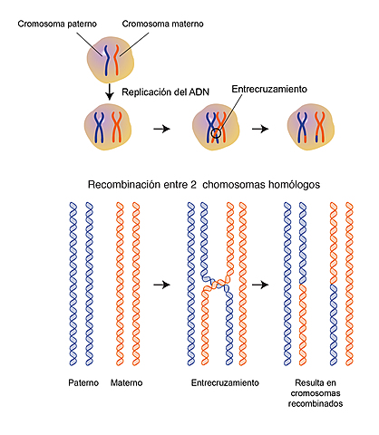 El entrecruzamiento cromosómico