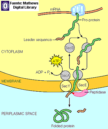Edward Lawrie Tatum y George Wells Beadle