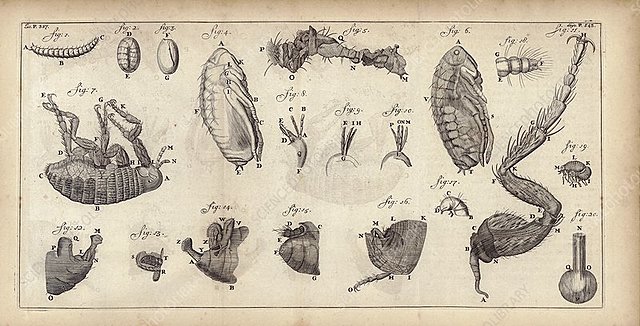 Anton Van Leeuwenhoek