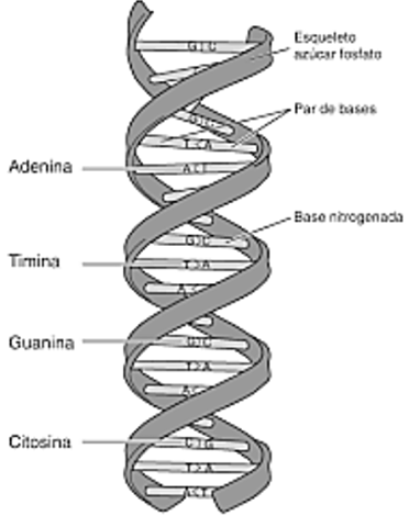 Modelo de la doble elice