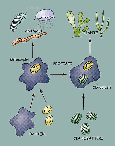 MITOCONDRIAS , CLOROPLASTOS, EUCARIOTES