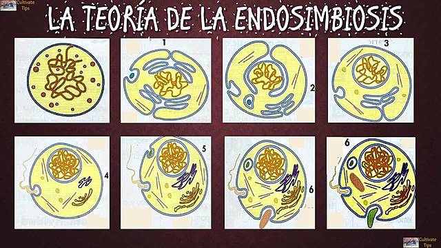 La teoría de las endosimbiosis