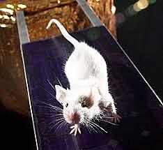 Primer raton transgenico