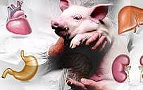 Cerdos rasngenicos