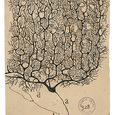 Timeline: evolución histórica del estudio de la neurona