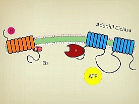 Gilman Alfred Goodman