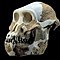 Australopithecus Anamensis