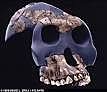 Australopithecus Garhi
