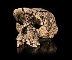 Toumaï (Sahelanthropus thadensis)