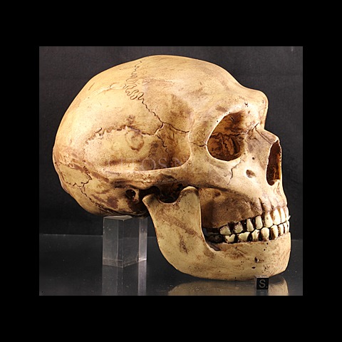 Homo Neanderthalensis