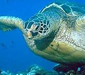 Convención Interamericana para la Protección y Conservación de las Tortugas Marinas.