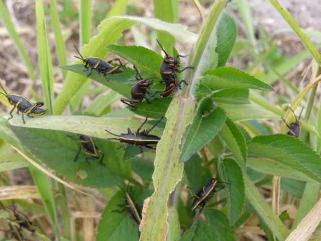Grasshoppers Eat Crops
