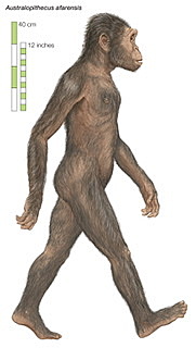 Australopithecus