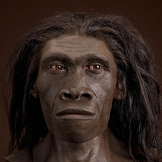 Homo erectus