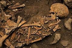 Grupo de los antiguos fosiles