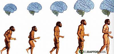 linea de tiempo evolutiva de la especie humana