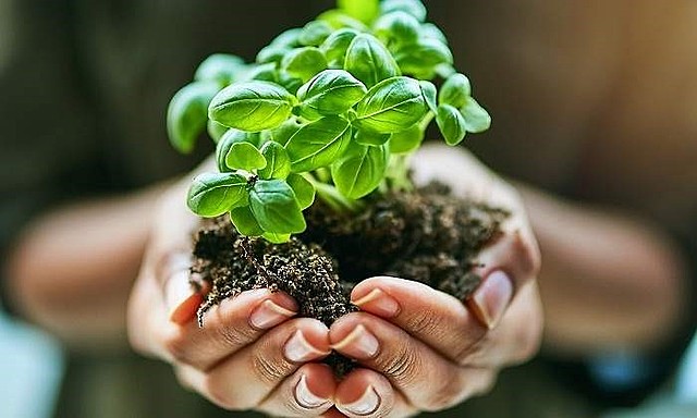 REINO VEGETAL (N Lemeri)