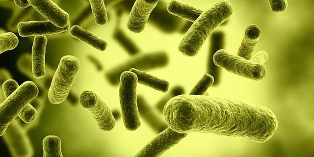 REINO MÒNERA (Haeckel Ernst, Primero en establecer una hipóstesis filogenética de la Universidad biológica a la teoría de la evolución)