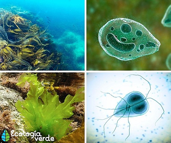 REINO PROTISTA (Lynn Margulis, Fue quien reconoció lo propuesto por J.Hogg en n1960 sobre el nombre protista)