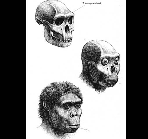 Homo habilis