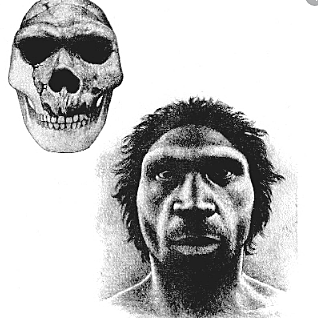 Homo heidelbergensis