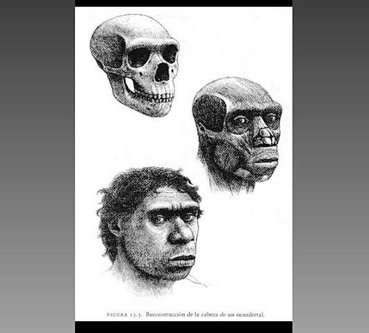 Homo neanderthalensis