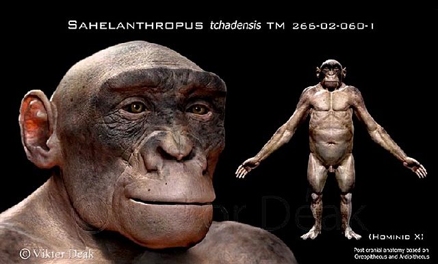 Sahelanthropus tchadensis