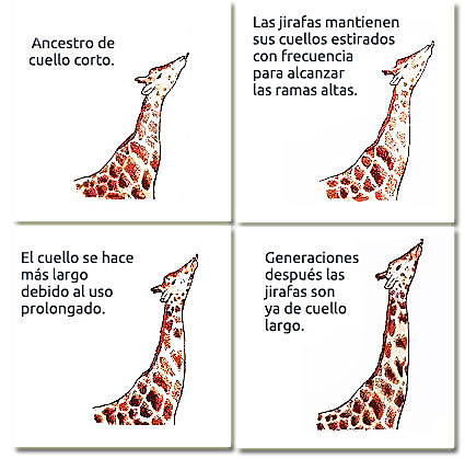 "Recherches sur l»organisation des corps vivants" (Investigación sobre la organización de los cuerpos vivos)