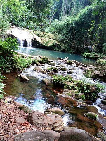 Introducción del Camalote en México