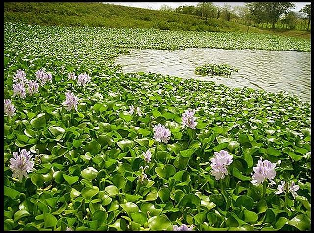 Introducción en la penísula