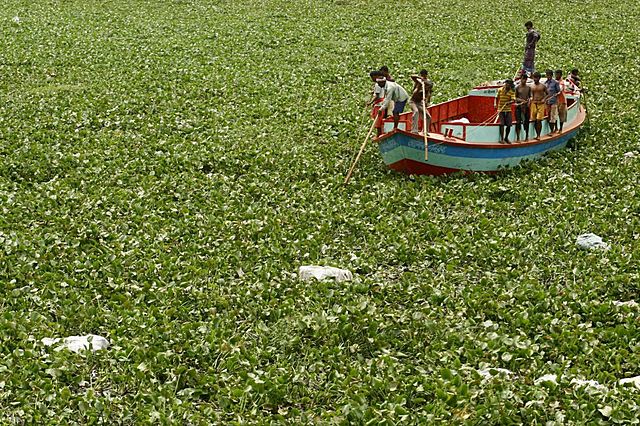 17.000 hectáreas en el Lago Victoria
