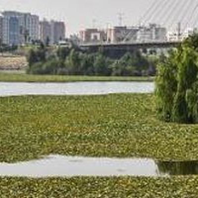 Timeline: Evolución del Camalote