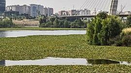 Timeline: Evolución del Camalote